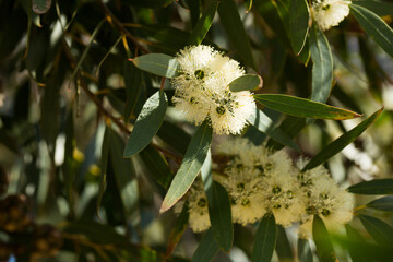 Wall Mural - Closeup of delicate white flowers of eucalypt during spring blossoming in natural habitat