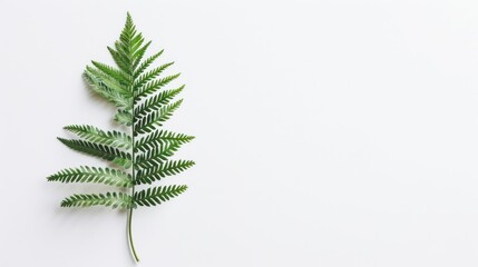 Wall Mural - Green fern leaf leaves isolated on white background. Nature plant organic element.