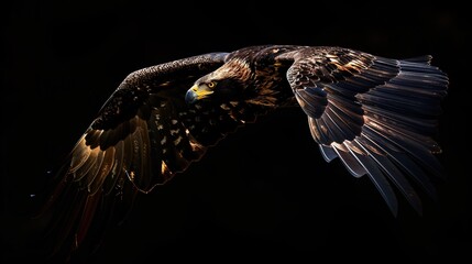 Canvas Print - Magnificent Black Headed Sea Eagle in Flight with Fiery Gold Feathers Against Pitch Black Background, Evoking Power, Freedom, and Mystery