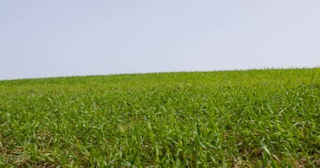 Wall Mural - Green wheat grass in spring, new wheat crop in the field