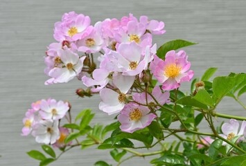 Canvas Print - The rose flowers in a rose garden. It is said that there are 20,000 types of roses all over the world, and they are very popular for their beautiful appearance and scent.