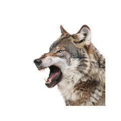  Wolf Head With A Howling Pose , Isolated On Transparent Background, For Design And Printing