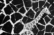 © SHOTPRIME STUDIO - Giraffe standing in cracked patterned wall wildlife beauty in urban decay concept for travel and art enthusiasts