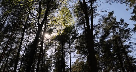 Wall Mural - pine forest with tall trees against a blue sky background, spring forest with pines and other trees