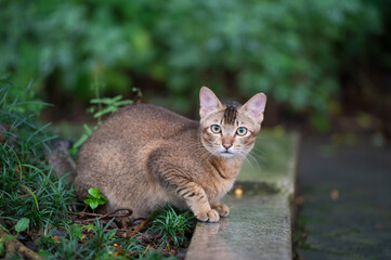 Wall Mural - The Tabby in the park