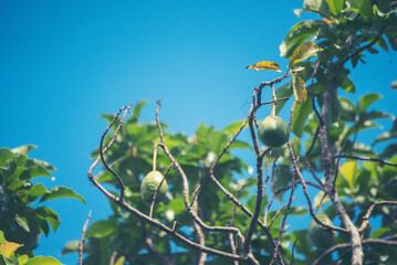 Wall Mural - Avocado tree green plant healthy fruit farm. Smart farmer growing plant in eco green farm sustainable quality control. Avocado fruit Farm planting in eco Farmland biotechnology. Fruit organic farm