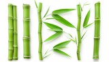 Green bamboo stems on a white background