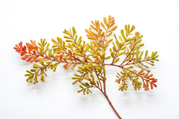 Canvas Print - Green and Orange Branch on White Background