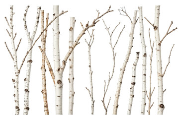birch branches, isolated on white