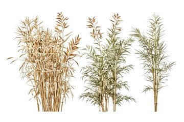 Wall Mural - Dried Bamboo Plants Isolated on White Background