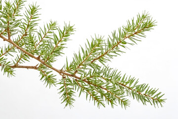 Poster - Close-up of Green Pine Branch Isolated on White Background