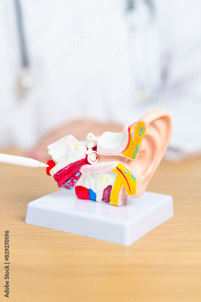 Doctor with human Ear anatomy model. Ear disease, Atresia, Otitis Media ...