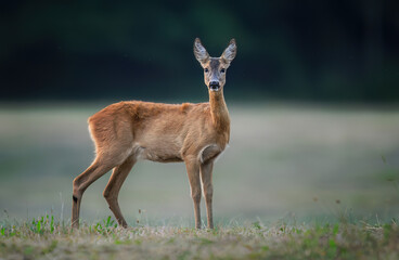 Wall Mural - roe deer female ( capreolus capreolus )