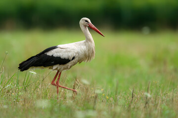 Poster - White stork bird ( Ciconia ciconia )