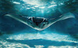 © Kien - A closeup shot of the entire body and head of an ancient manta ray swimming in clear blue water, capturing its graceful movements underwater.