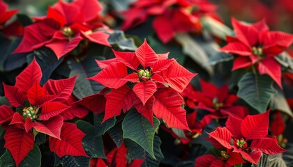 Sticker - Traditional holiday plants with a background of red Poinsettia flowers