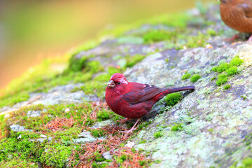 Wall Mural - Vinaceous Rosefinch (Carpodacus vinaceus) in Taiwan