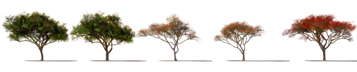  High-quality 3D model of a Delonix regia tree, isolated for seamless integration into various projects.
