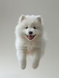 © VISUAL BACKGROUND - White fluffy puppy jumps into the air.