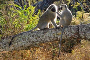Wall Mural - a pair of backlit vervet monkeys (cercopithecus aethiops) sitting in a tree, south africa.