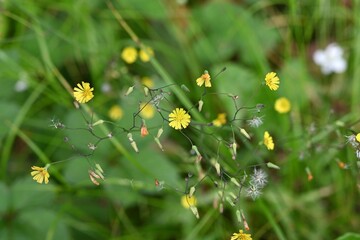 Sticker - Oriental false hawksbeard ( Youngia japonica ) flowers. Asteraceae biennial grass.Many small yellow flowers bloom at the top of the stem.
