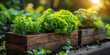 © Duka Mer - A garden of vibrant greens and diverse vegetables basks in the warm sunlight.