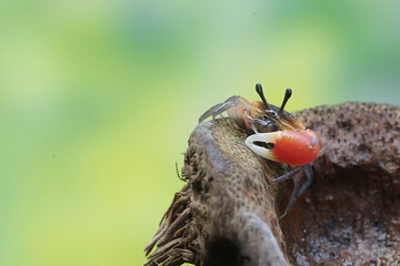 A fiddler crab is hunting for prey in dry wood drifting in the currents of coastal estuaries. This animal has the scientific name Uca sp.