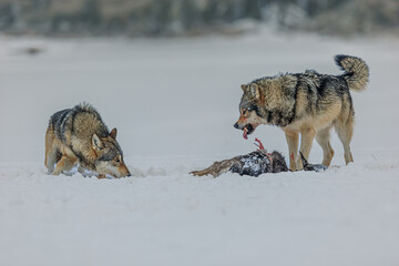 Poster - male Eurasian wolf (Canis lupus lupus) guarding his prey in the deep snow