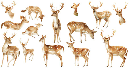 Wall Mural - deer  watercolor illustration clipart
