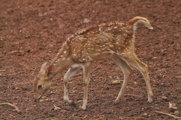 Wall Mural - A young axis deer roams the field