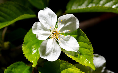 Wall Mural - White cherry flowers isolated on black background. Close-up