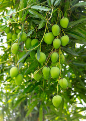 Wall Mural - Green mango fruits on a tree in the tropics