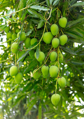 Canvas Print - Green mango fruits on a tree in the tropics