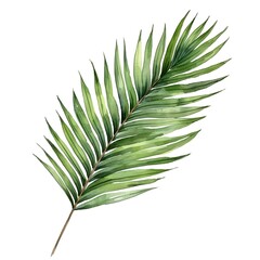 Vibrant Kentia Palm Leaf Watercolor on White Background