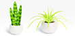 © klyaksun - 3d realistic house plant in pot vector illustration. Indoor garden succulent flora isolated plastic object set. Green leaf growth for simple home or office interior decoration. Cute foliage gardening