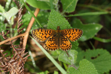 Wall Mural - A rare Small Pearl-bordered Fritillary, Boloria selene, resting on a plant leaf in a woodland clearing.