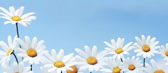 Poster - Daisies on blue background space for text. copy space available