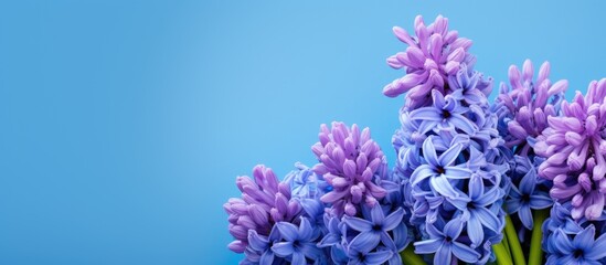 Aufkleber - Hyacinth flowers above the blue background. copy space available