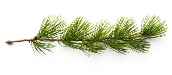 Poster - pine branch isolated on white background. copy space available