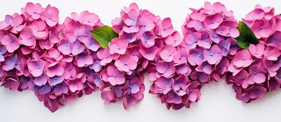 Poster - A copy space image of hortensia flowers set against a plain white backdrop