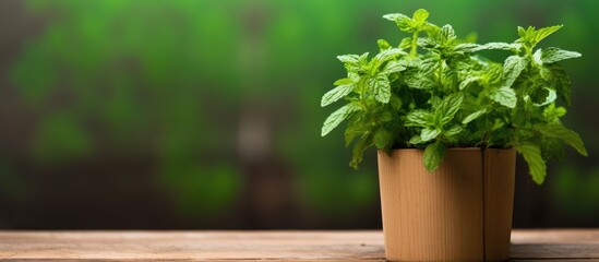 Poster - Fresh melissa herb growing in pot on wooden background Organic herbs with sunny leaks Copy space Banner