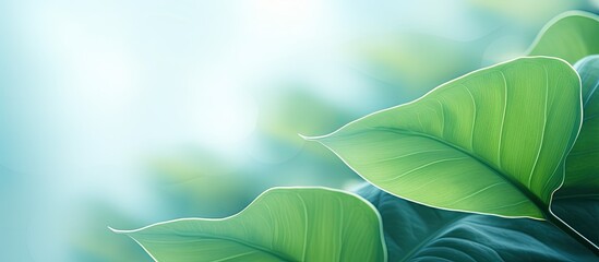 Poster - Green gradient background Abstract green leaf background. copy space available