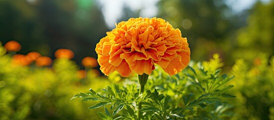 Poster - A marigold flower in full bloom under the summertime sunlight set against a lush green background The photo has a shallow depth of field perfect as a copy space image