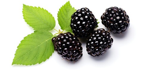 Poster - Fresh blackberry with leaves isolated on white background with copy space for your text Top view Flat lay pattern