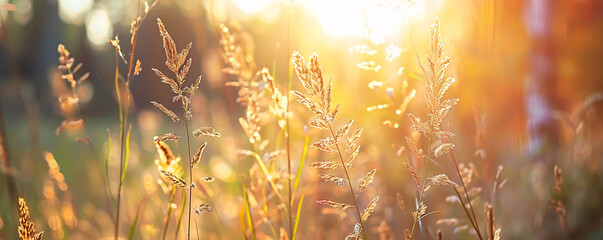 Wall Mural - Golden hour sunshine on meadow grasses