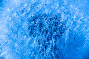 Detailed macro shot of a dandelion seed head illuminated by blue light, creating an abstract and ethereal effect. The intricate network of delicate seeds is highlighted against