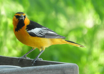 Wall Mural - close up of male bullock's oriole perched on a feeder in summer in broomfield, colorado