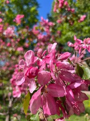 Wall Mural - Tender pink apple tree blossom, blooming apple tree