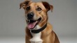© Riaz - Happy tan and brown mixed breed dog with black collar, panting and smiling, looking at camera on a neutral gray background
