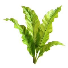 Wall Mural - Asplenium Leaf (Bird's Nest Fern), single object, Di-Cut PNG style, ISOLATED transparent background